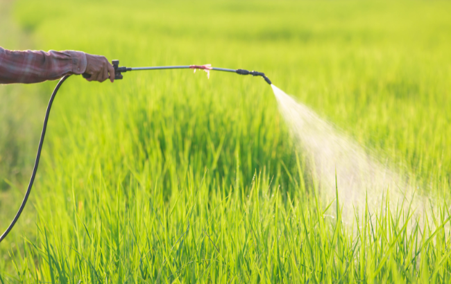 Hand spraying pesticide in a rice field, photo by ittipon2002 via Canva