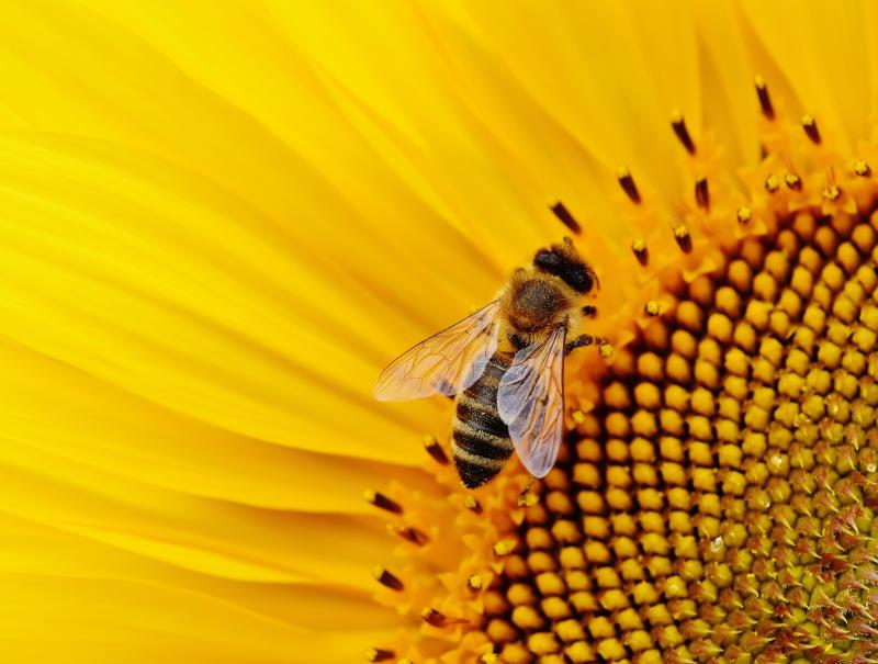 Bee in a sunflower, Photo by Alexas Fotos, via Pexels