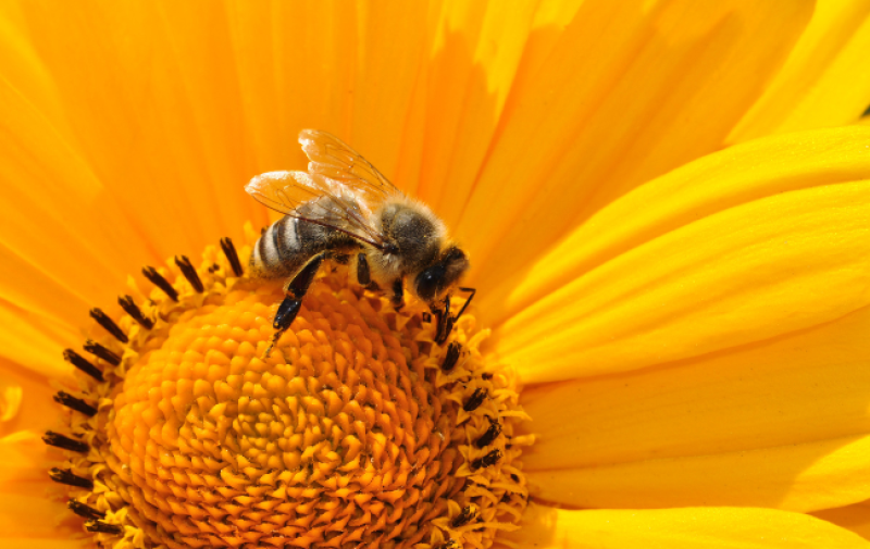 Bee in sunflower, photo from Canva