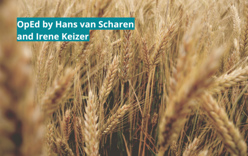 A picture showing a field of grain. Highlighted in turquoise, the text reads: " OpEd by Hans van Sharen and Irene Keizer". 