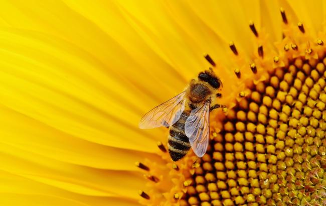 Bee in a sunflower, Photo by Alexas Fotos, via Pexels