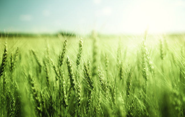 Green wheat field and sunny day, photo from IakovKalinin via Getty Images Pro, in Canva